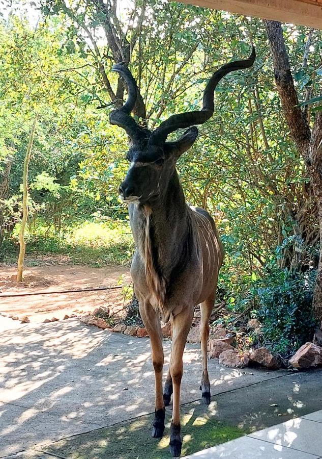 Villa Lion King Marloth Park Esterno foto