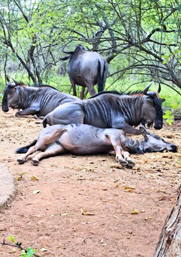 Villa Lion King Marloth Park Esterno foto
