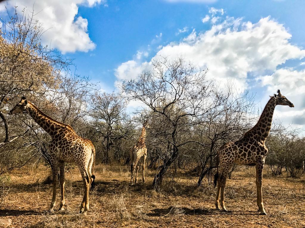 Villa Lion King Marloth Park Esterno foto